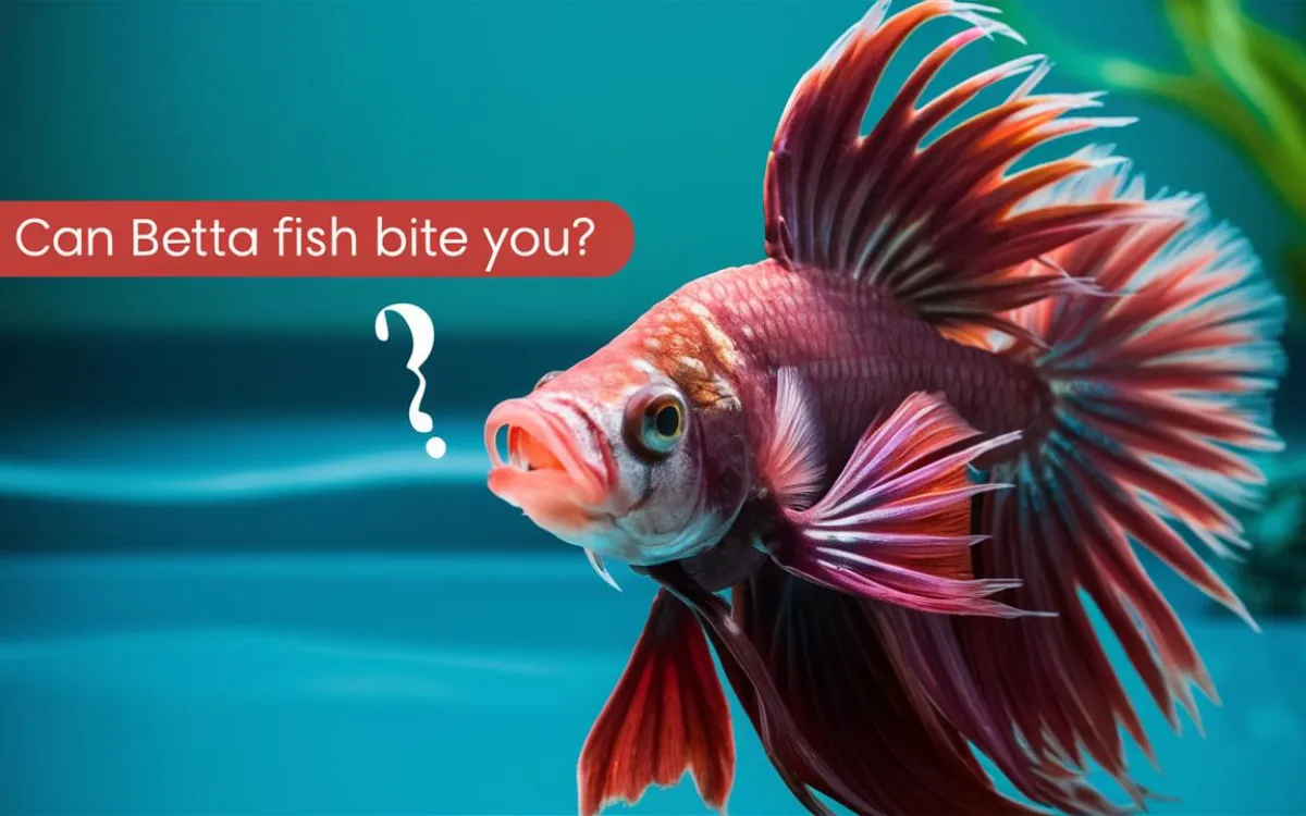 Do Betta Fish Have Teeth? Is Betta Fish Bite Dangerous?