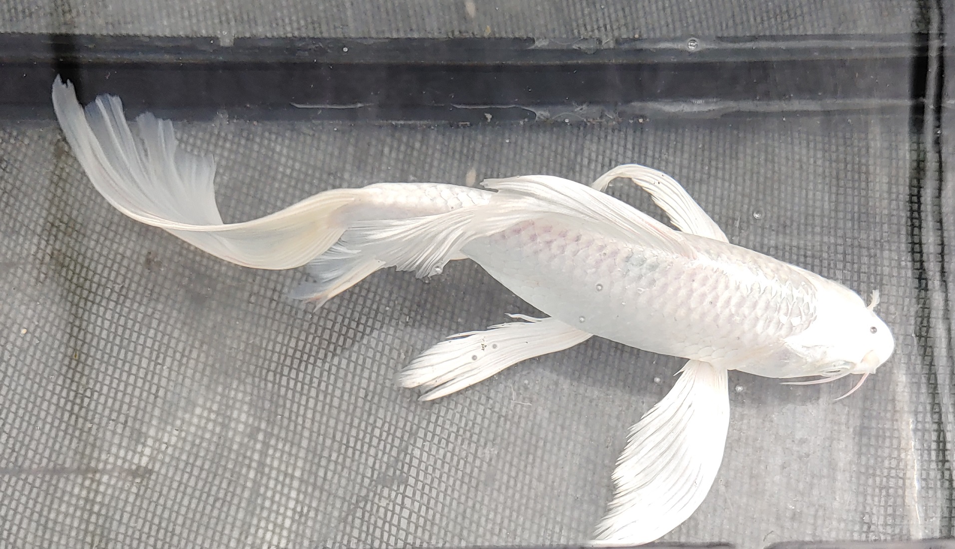 Platinum Butterfly Koi: A Stunning Addition to Your Pond